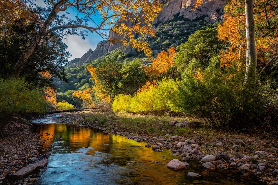 Dennis/Adobe Stock Fall foliage in Cave Creek Canyon near Portal, Arizona.