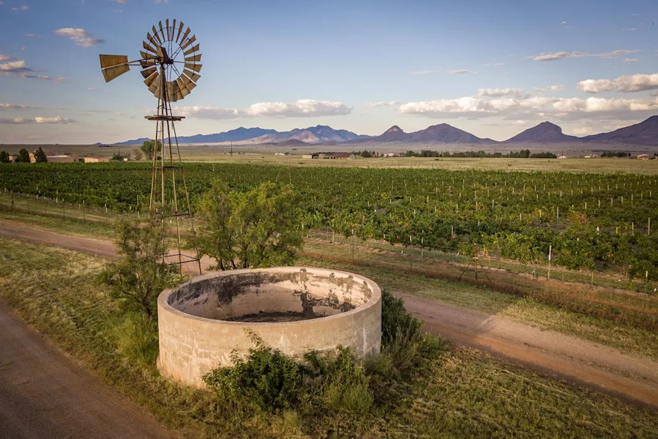 N+H/Adobe Stock A vineyard in Sonoita, Arizona.