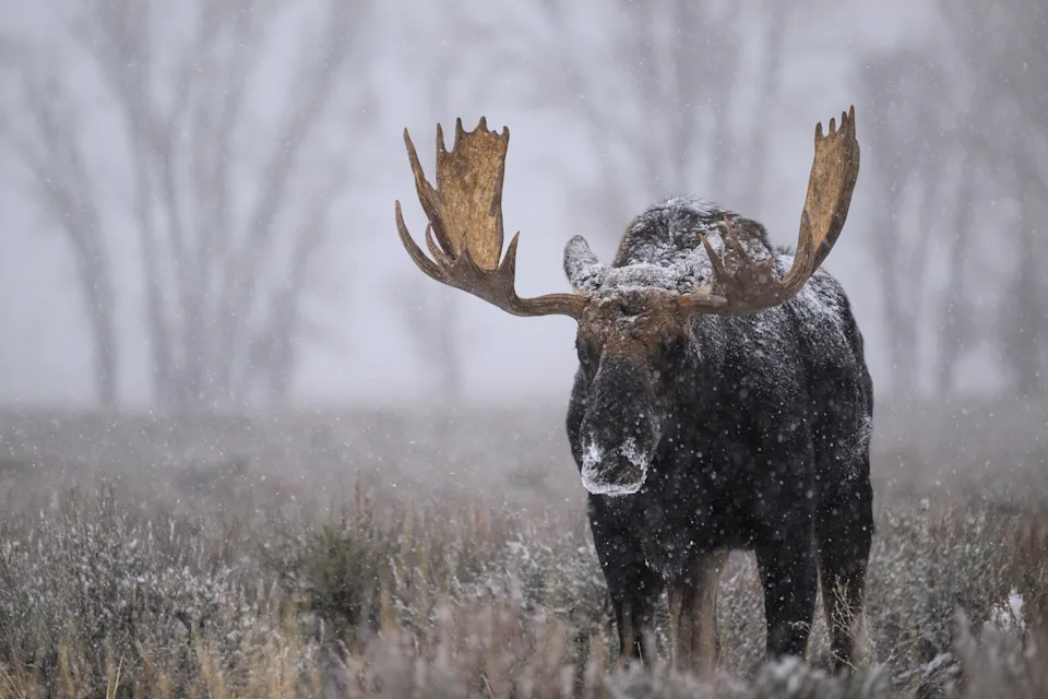Bull moose in rutting season, Grand Teton National Park, Wyoming. Close-up of a male animal during first snow.