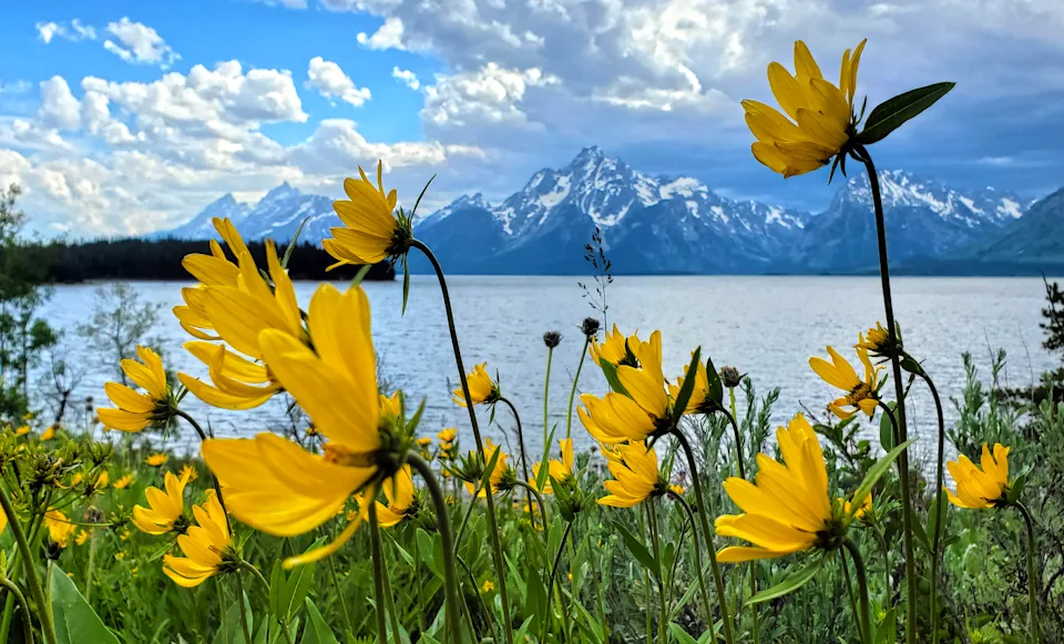 Wild flowers at the lake in Grand Teton National Park