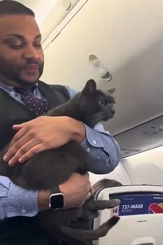 @jaytom531 via Storyful The flight attendant carries a loose cat on a Southwest Airlines flight.