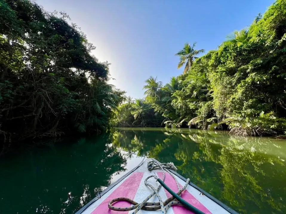 A gentle boat ride on the Indian River in Dominica.