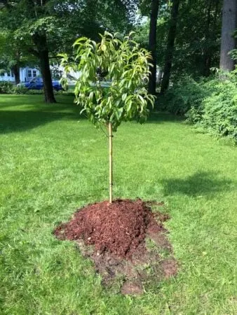 young peach tree