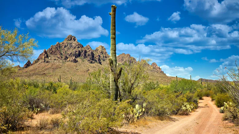 Scenery in Ironwood National Forest Monument